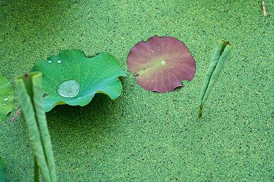 《JOJO的奇妙冒险 群星之战 重制版》新角色公布 今秋上线